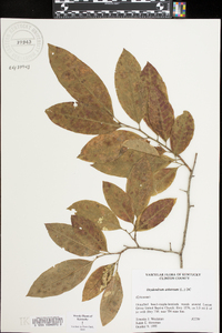 Oxydendrum arboreum image