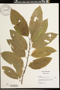 Oxydendrum arboreum image