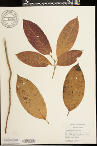 Oxydendrum arboreum image