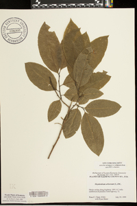 Oxydendrum arboreum image