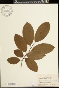 Oxydendrum arboreum image
