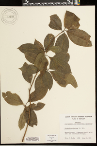 Oxydendrum arboreum image