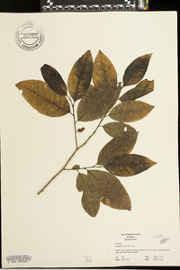 Oxydendrum arboreum image