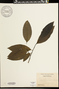 Oxydendrum arboreum image