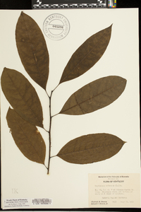 Oxydendrum arboreum image