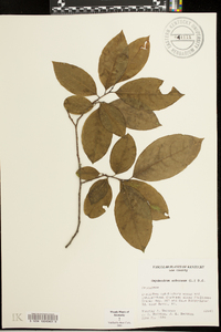 Oxydendrum arboreum image