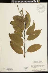 Oxydendrum arboreum image