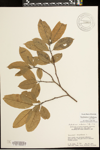 Oxydendrum arboreum image