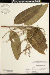 Oxydendrum arboreum image