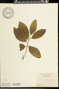 Oxydendrum arboreum image