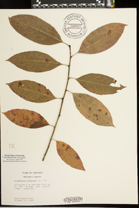 Oxydendrum arboreum image