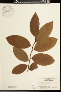 Oxydendrum arboreum image