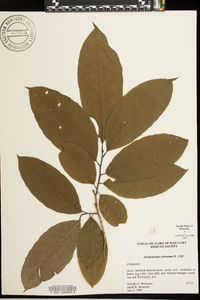 Oxydendrum arboreum image