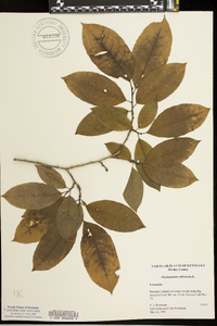 Oxydendrum arboreum image