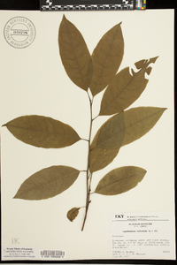 Oxydendrum arboreum image