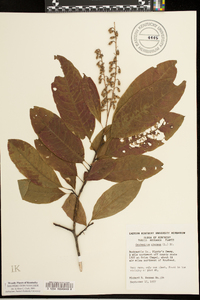 Oxydendrum arboreum image