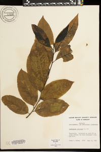 Oxydendrum arboreum image