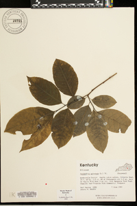 Oxydendrum arboreum image