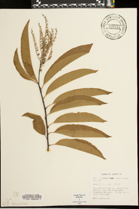 Oxydendrum arboreum image