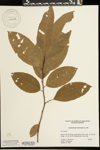 Oxydendrum arboreum image