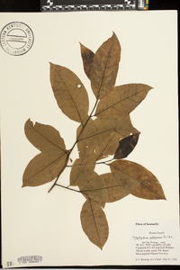 Oxydendrum arboreum image