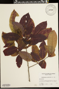 Oxydendrum arboreum image