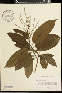 Oxydendrum arboreum image