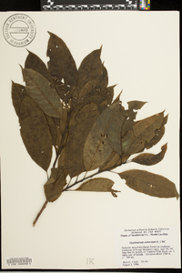 Oxydendrum arboreum image