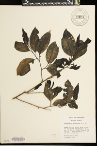 Oxydendrum arboreum image