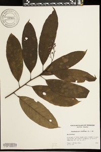 Oxydendrum arboreum image