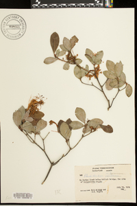 Rhododendron arborescens image