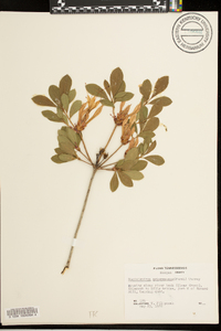 Rhododendron arborescens image