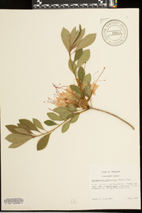 Rhododendron arborescens image