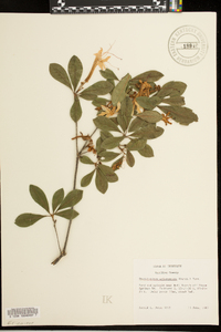 Rhododendron arborescens image