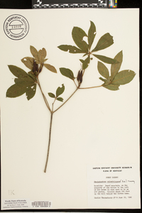 Rhododendron calendulaceum image