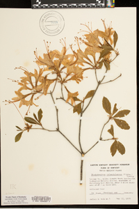 Rhododendron calendulaceum image