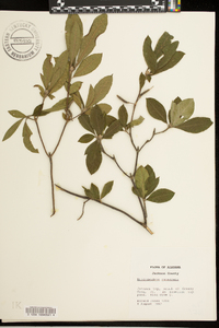 Rhododendron canescens image