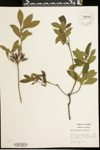 Rhododendron canescens image