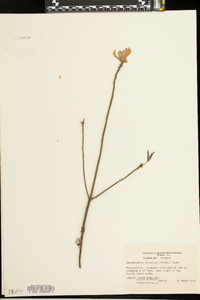 Rhododendron canescens image