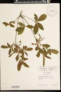 Rhododendron canescens image