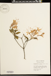 Rhododendron canescens image