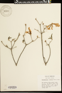 Rhododendron canescens image