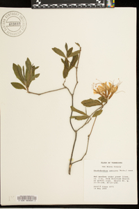 Rhododendron canescens image