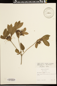 Rhododendron canescens image