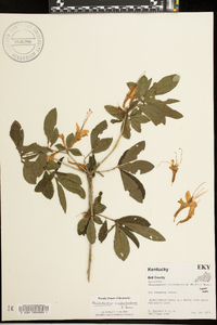 Rhododendron calendulaceum image