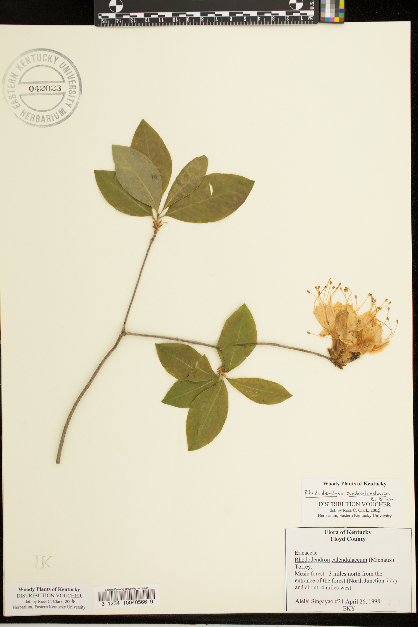 Rhododendron cumberlandense image