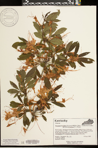 Rhododendron bakeri image