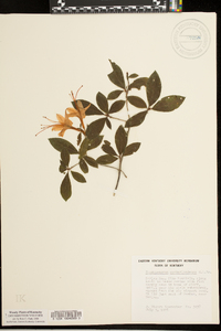 Rhododendron cumberlandense image