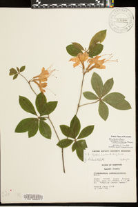 Rhododendron cumberlandense image