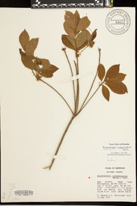 Rhododendron cumberlandense image